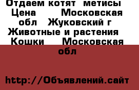 Отдаем котят, метисы › Цена ­ 1 - Московская обл., Жуковский г. Животные и растения » Кошки   . Московская обл.